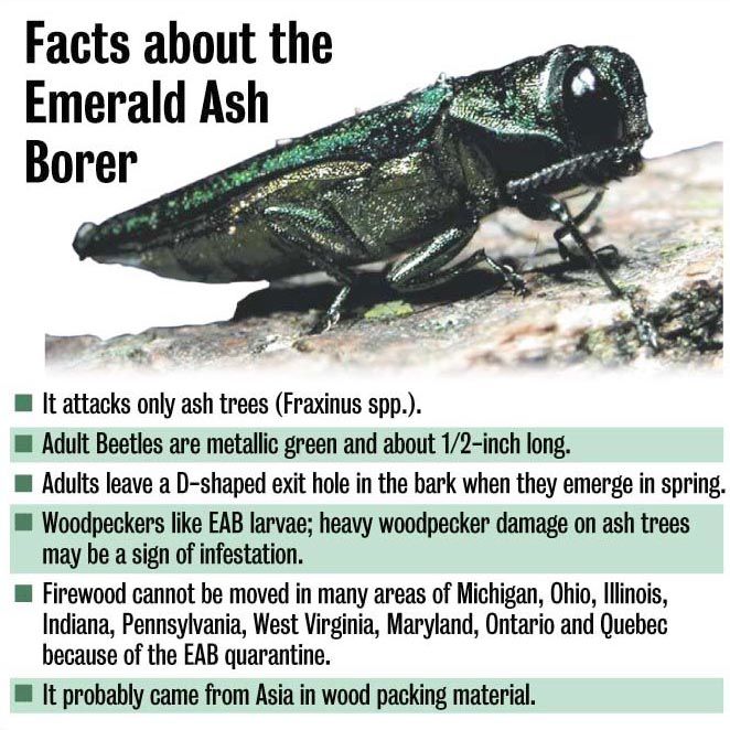 Ash borer graphic